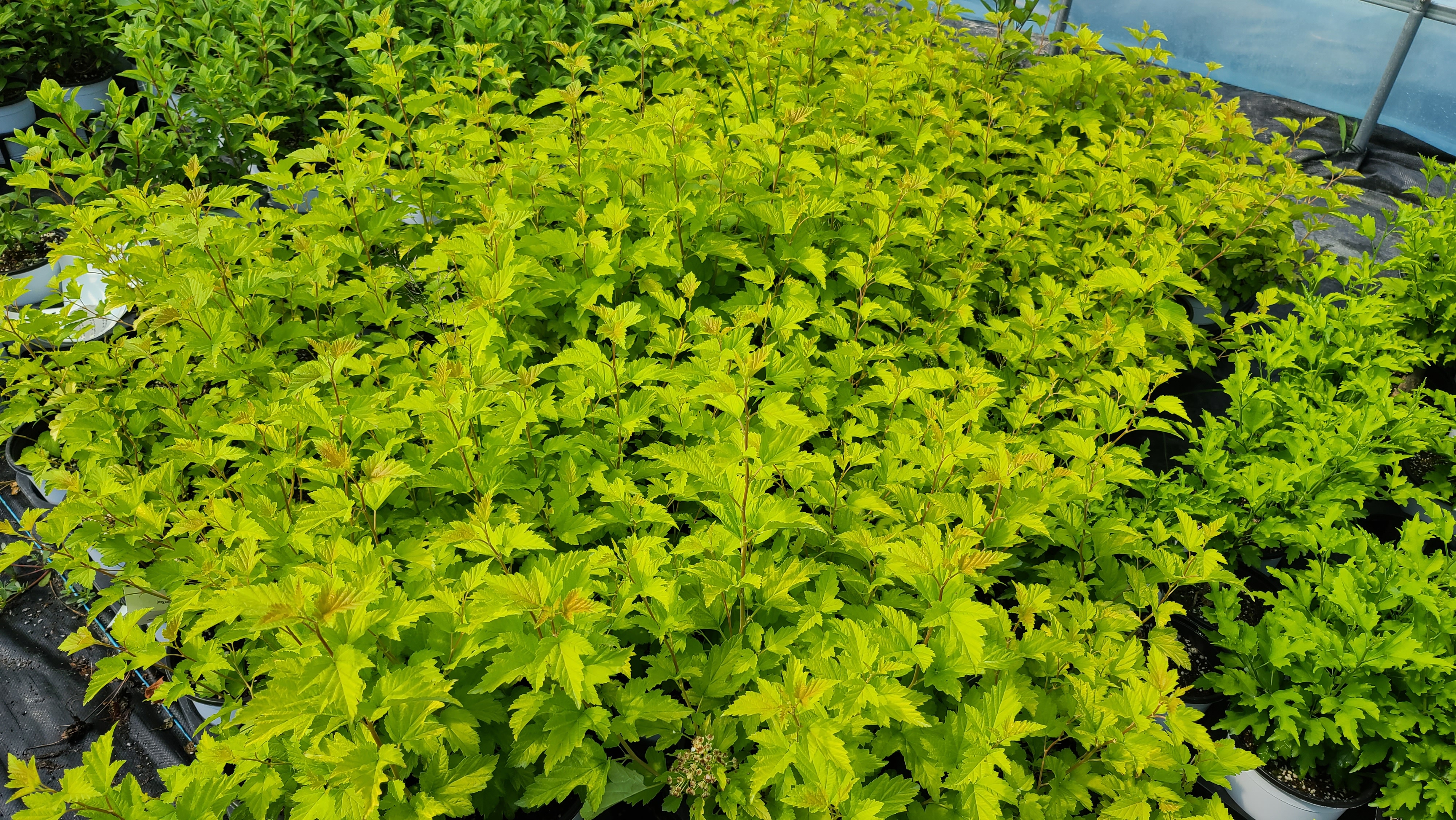 Physocarpus opulifolius 'Nugget'
